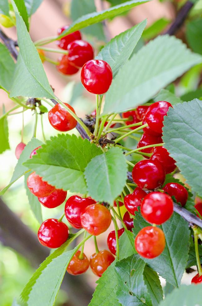 baies rouges de cerise, les cerises mûrissent sur une branche d'arbre photo