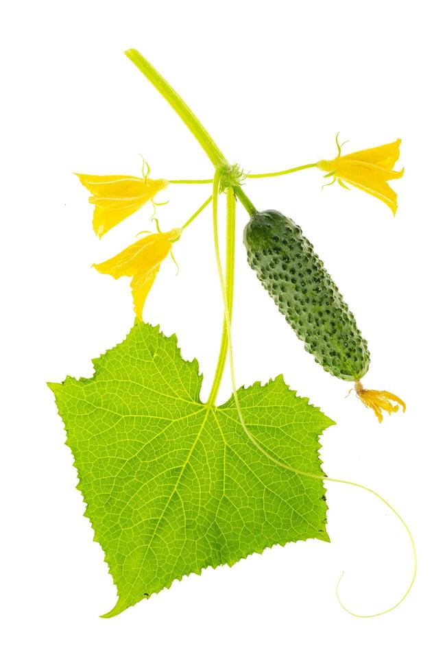 concombre cornichon vert frais avec feuille sur fond blanc. photo