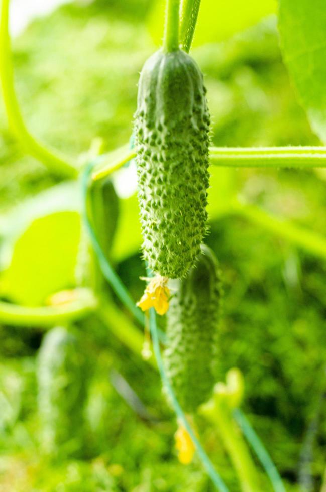 Les concombres cornichons poussent sur une branche en serre photo