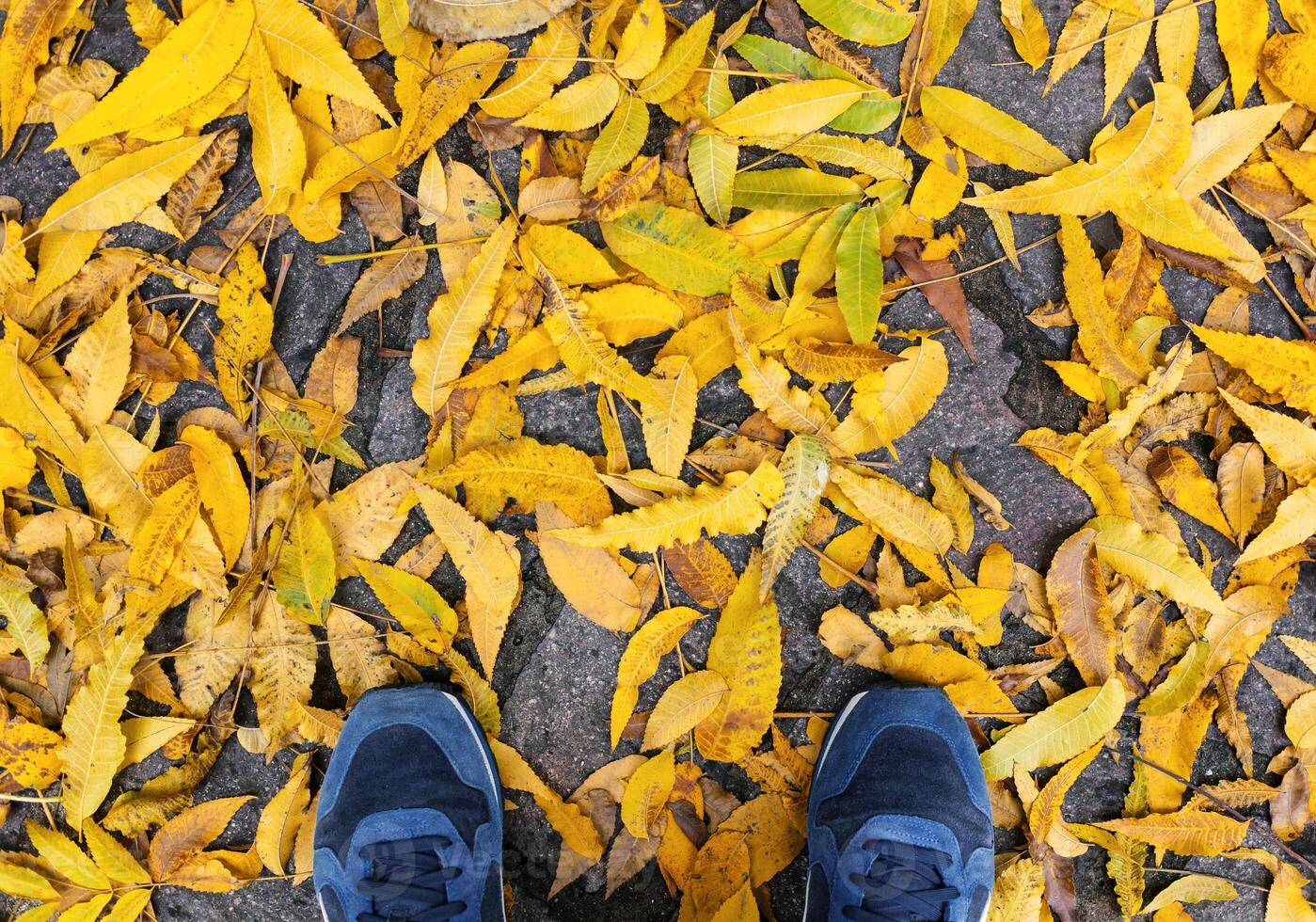 bleu des chaussures avec Jaune déchue feuilles. photo