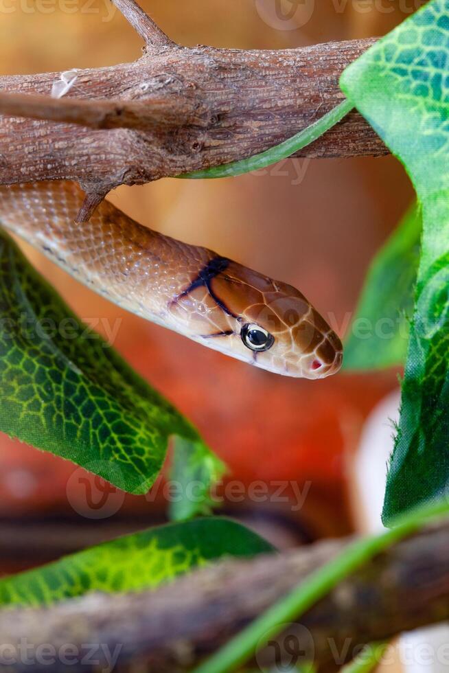 indonésien bijoux serpent ou coelognathus subradié. photo