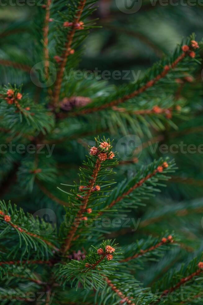 arrière-plan, abstraction de Noël arbre brindilles avec aiguilles sur une floue photo