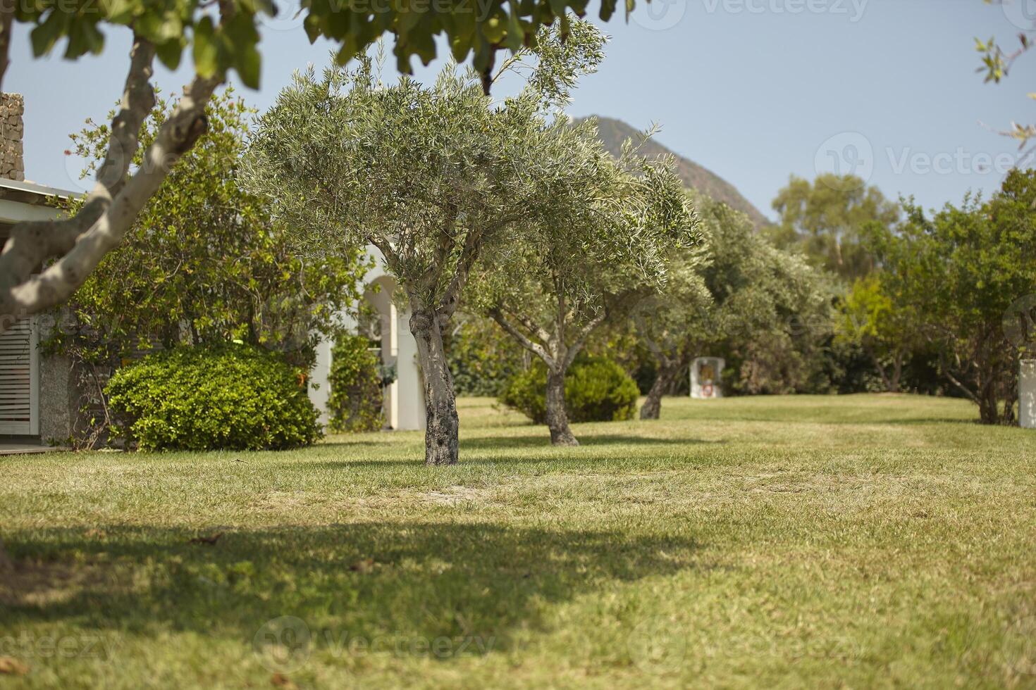 les oliviers du jardin photo