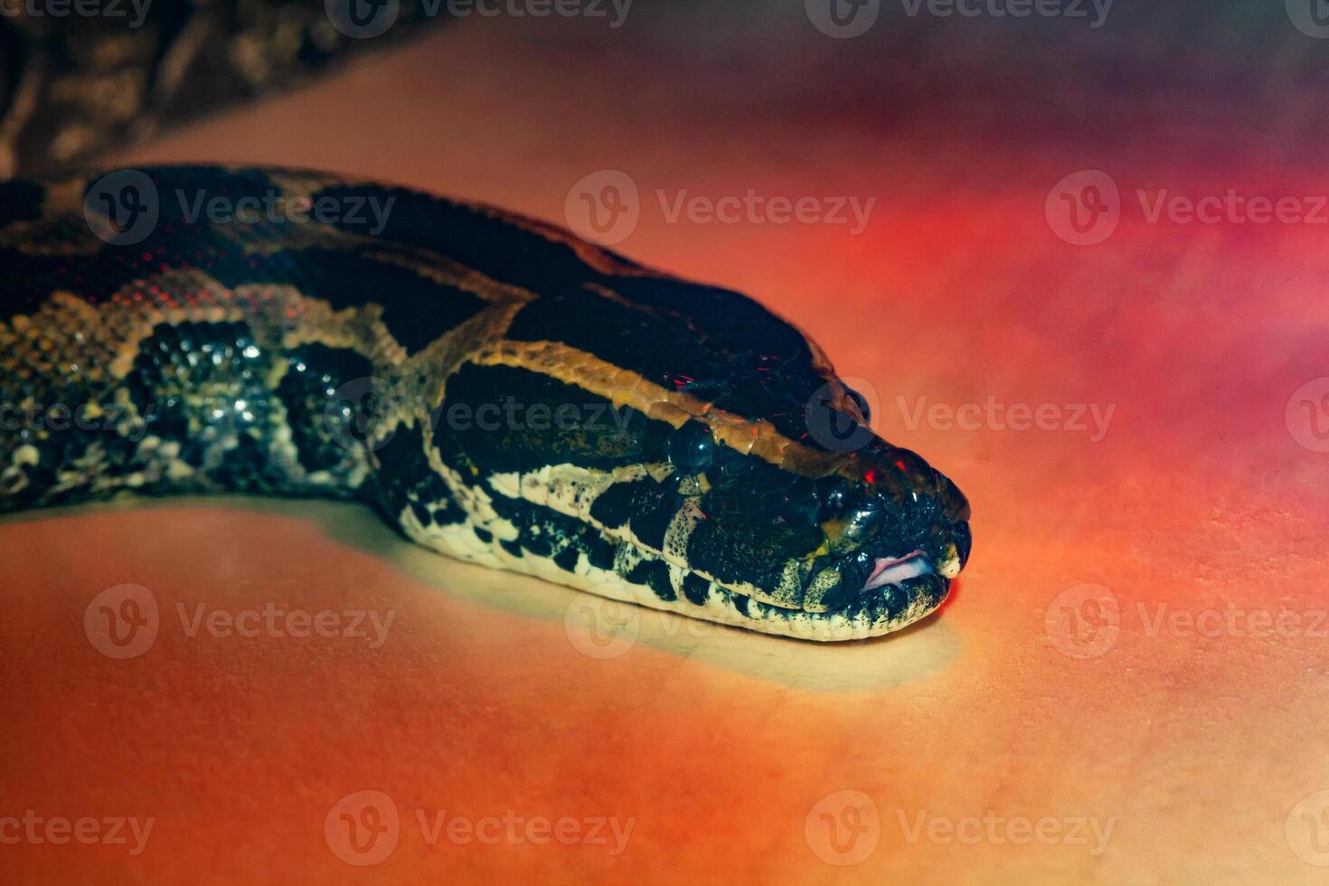 serpent python proche en haut en dessous de rouge lumière photo