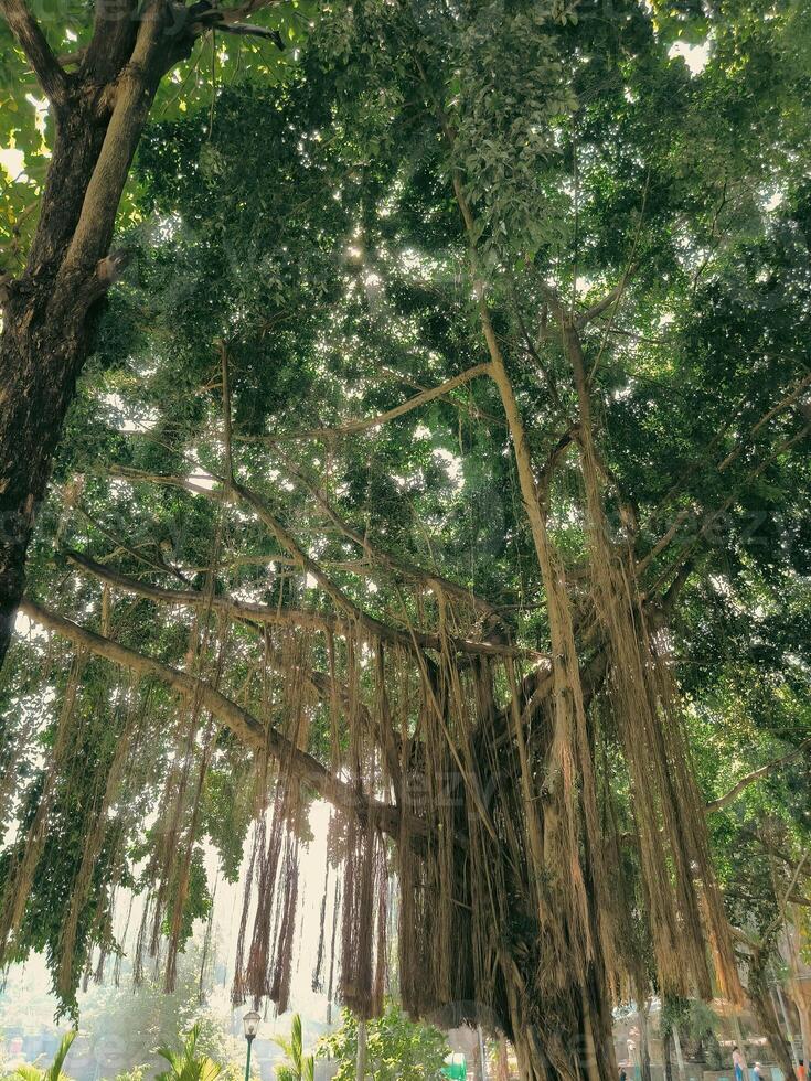 rayon de lumière du soleil par le banian arbre dans le la grotte de vierge Marie puhsarang photo