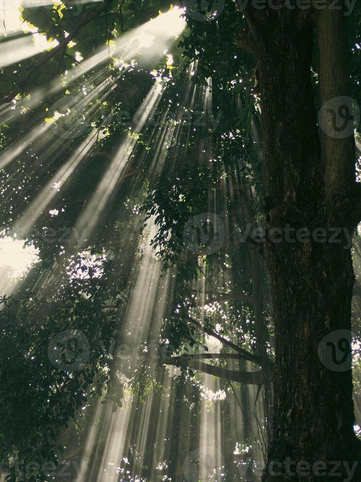rayon de lumière du soleil par le banian arbre photo