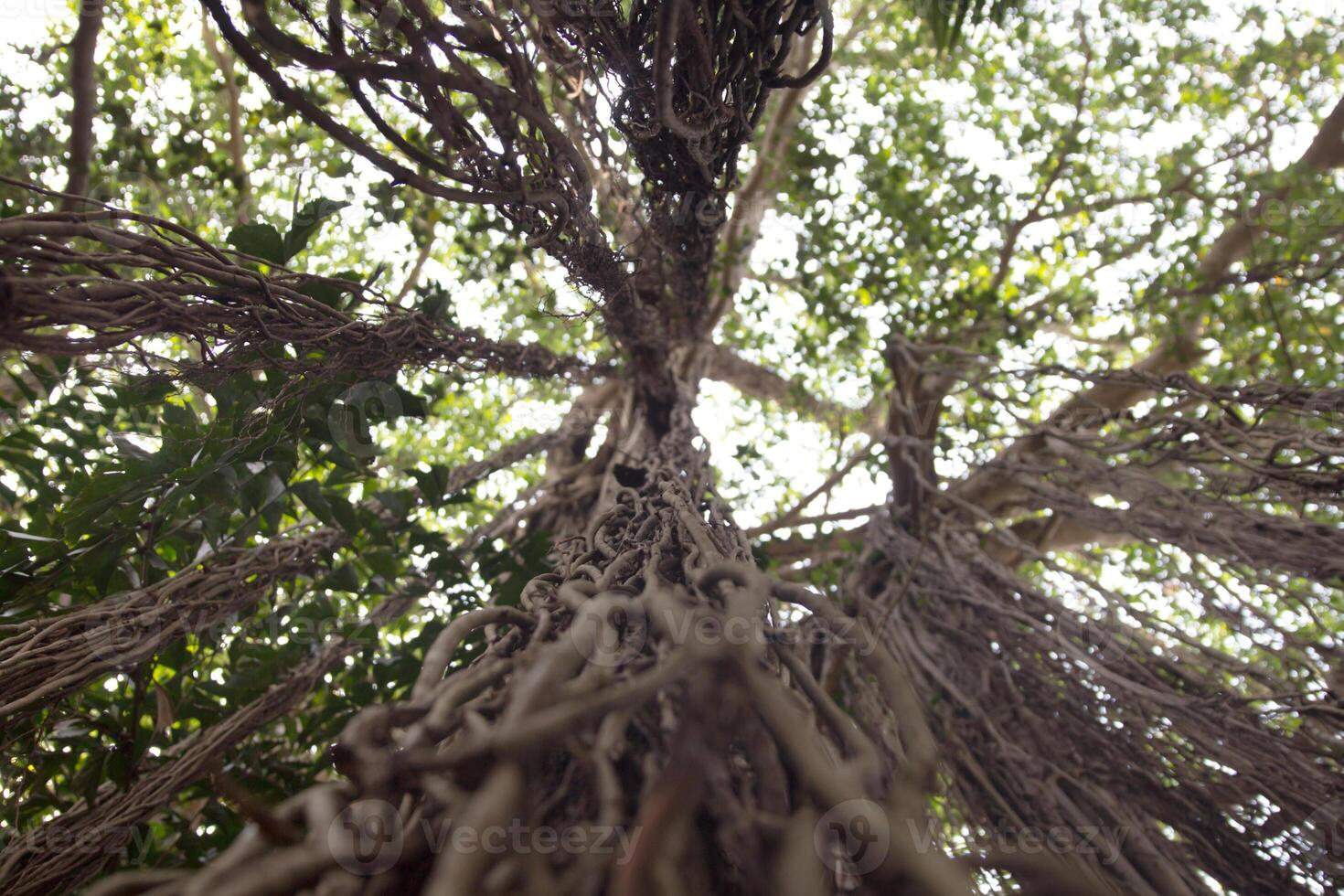 banian arbre de la vie dans allez. photo