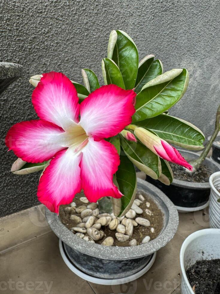 adénium obesum plante avec très magnifique fleurs photo