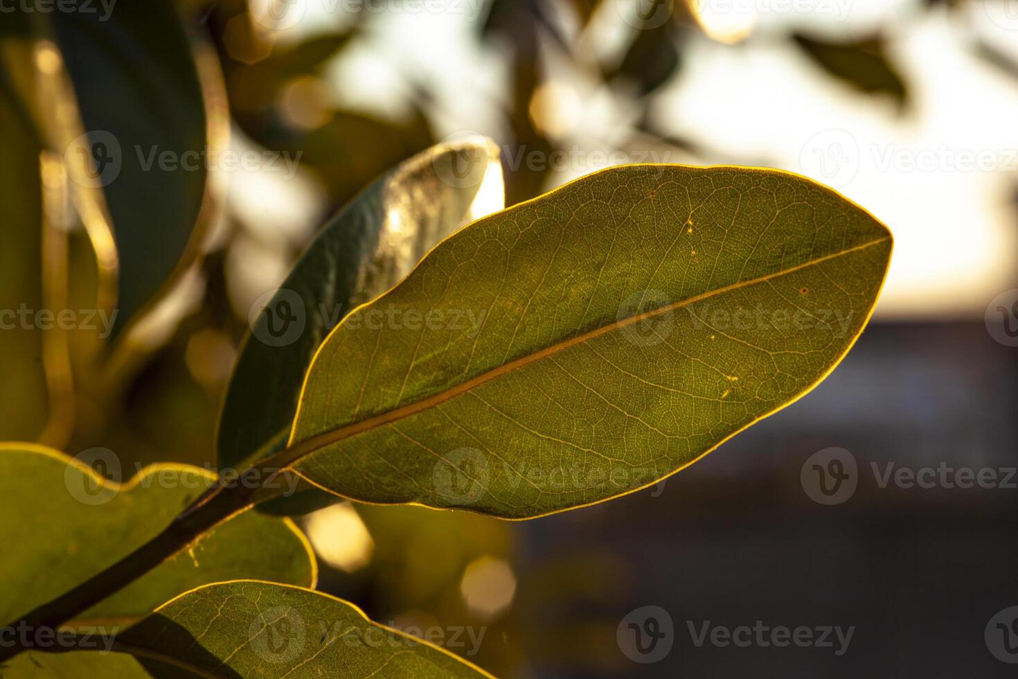 feuille dans le le coucher du soleil lumière photo