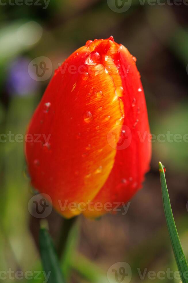 jardin en westphalie photo