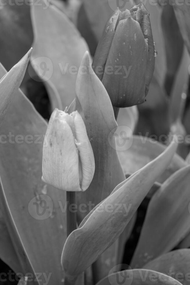 le printemps en westphalie photo