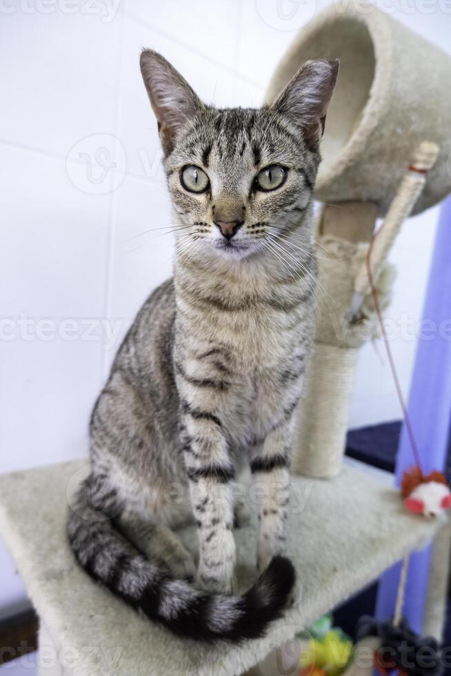 abandonné chat dans rue photo