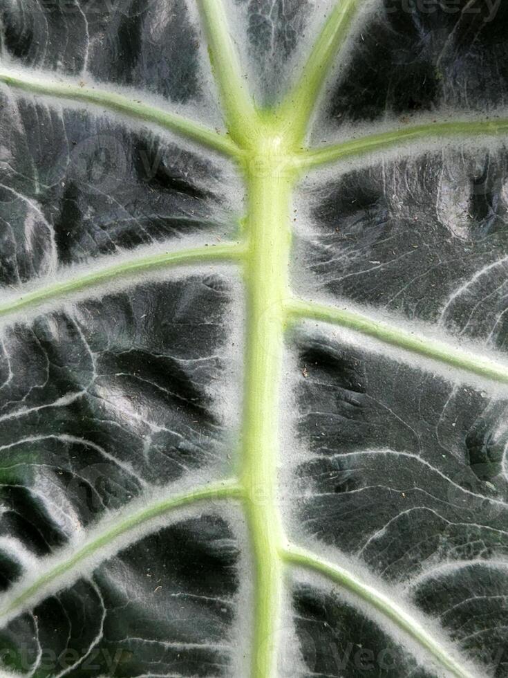 alocasia pollie. alocasia feuilles. floral Contexte avec vert feuilles photo