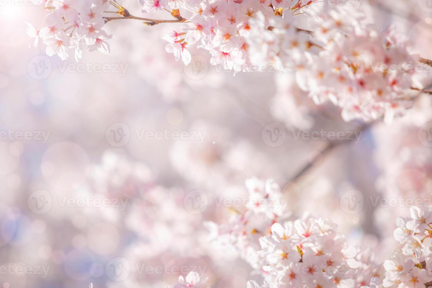 Sakura fleurs de rose Couleur sur ensoleillé toile de fond. magnifique la nature printemps Contexte avec une branche de épanouissement sakura. photo