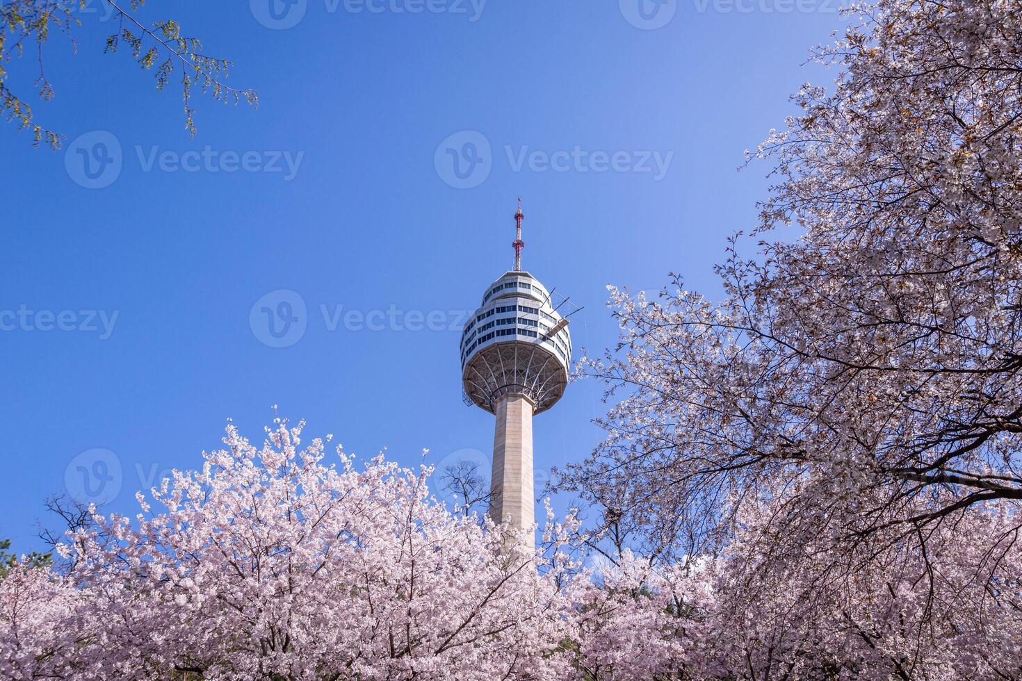 Cerise fleurs épanouissement dans printemps à monde électronique 83 la tour une populaire touristique destination. dans Daegu, sud Corée. photo