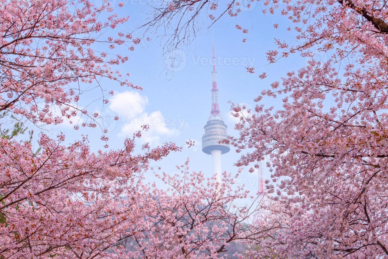 Séoul la tour dans printemps avec Cerise fleur arbre dans plein floraison, Sud Corée. photo