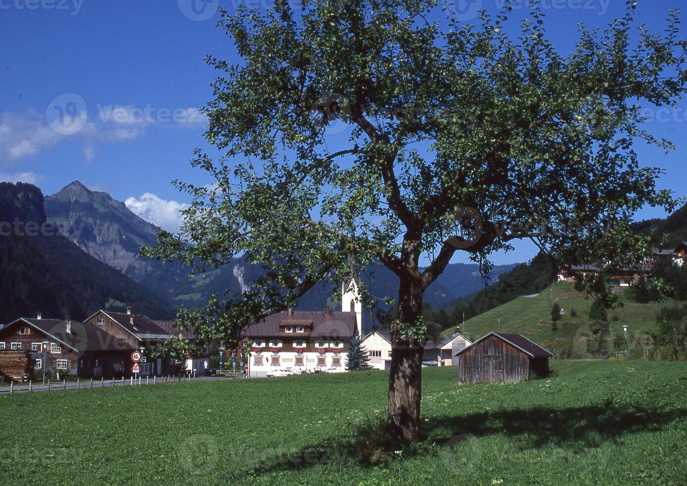 un arbre au milieu d'un champ photo