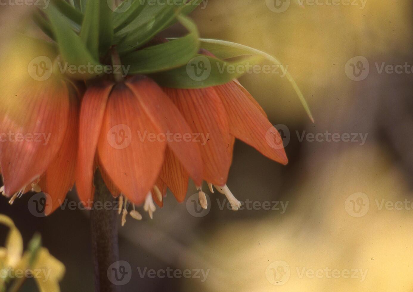 une proche en haut de une fleur avec Orange pétales photo