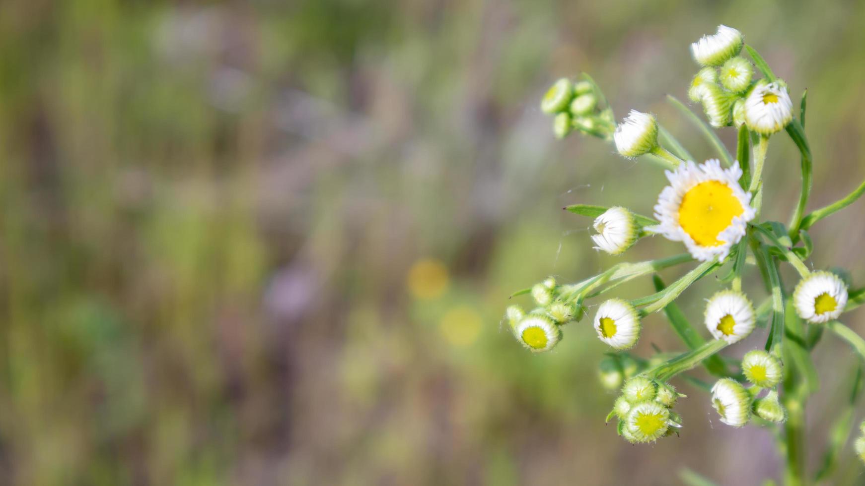 belles fleurs sauvages et herbes sauvages sur un pré vert. journée d'été chaude et ensoleillée. fleurs de pré. champ de fleurs sauvages d'été. fond de paysage d'été avec de belles fleurs. photo