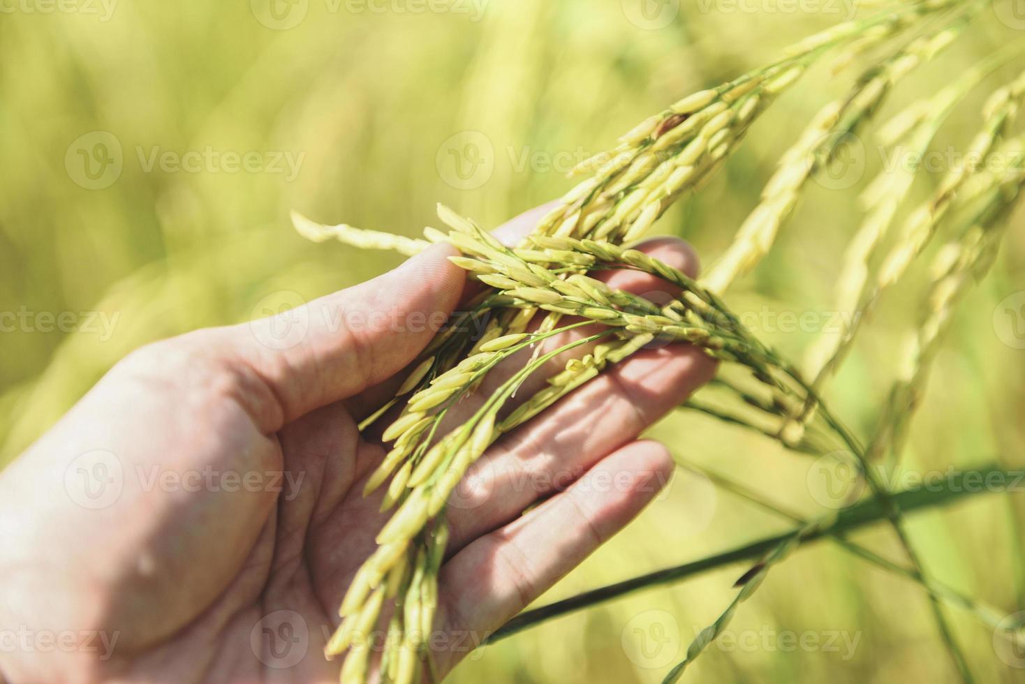 champ de riz paddy, gros plan arbre de pantalon de riz à l'agriculture agricole, main d'agriculteur touchant tendrement le riz photo