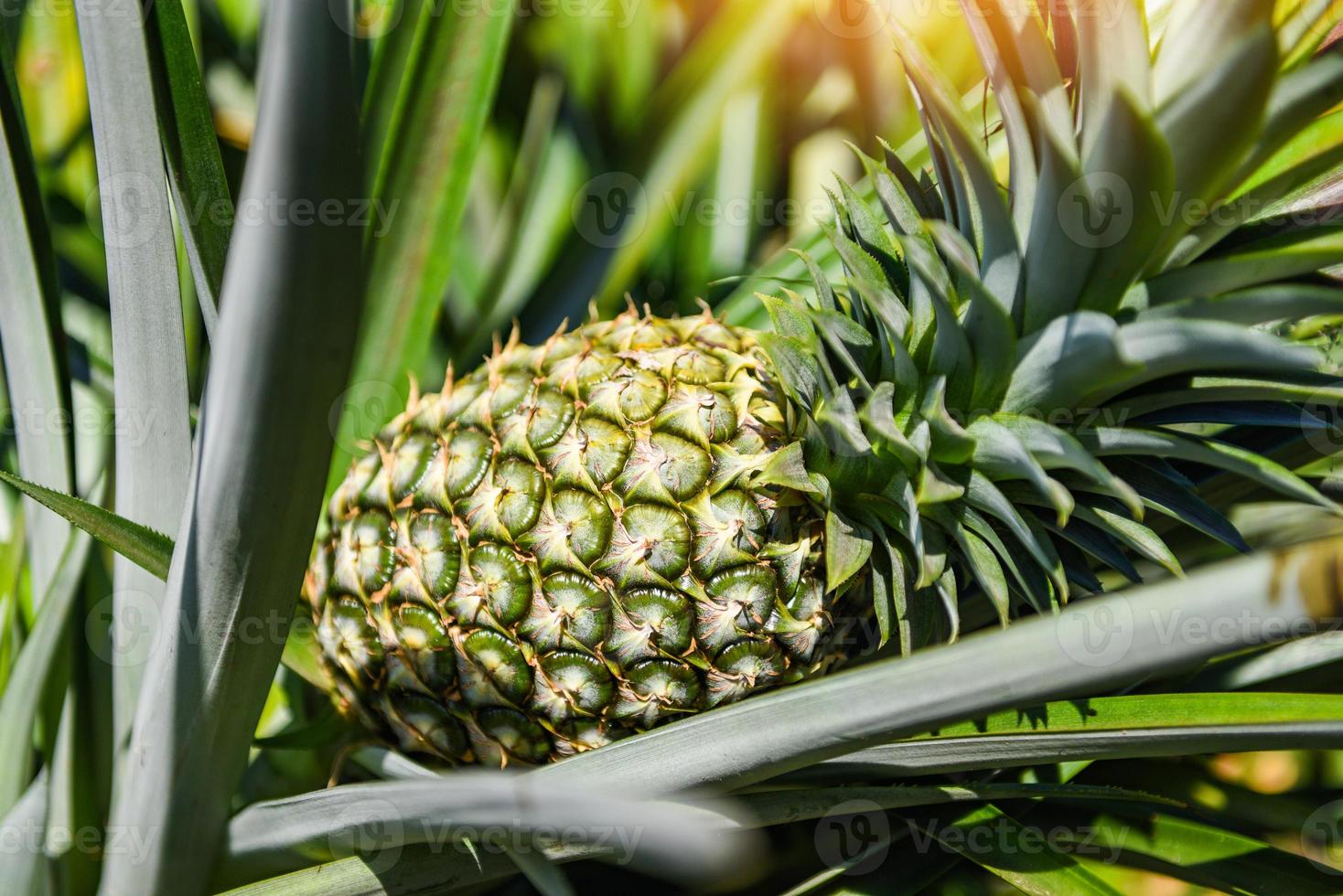 fruit d'ananas sur l'arbre, plantation d'ananas fruits tropicaux poussant dans une agriculture agricole photo