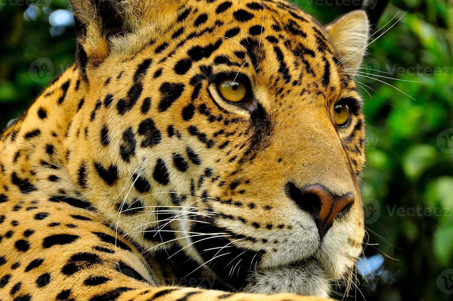 jaguar adulte, équateur photo