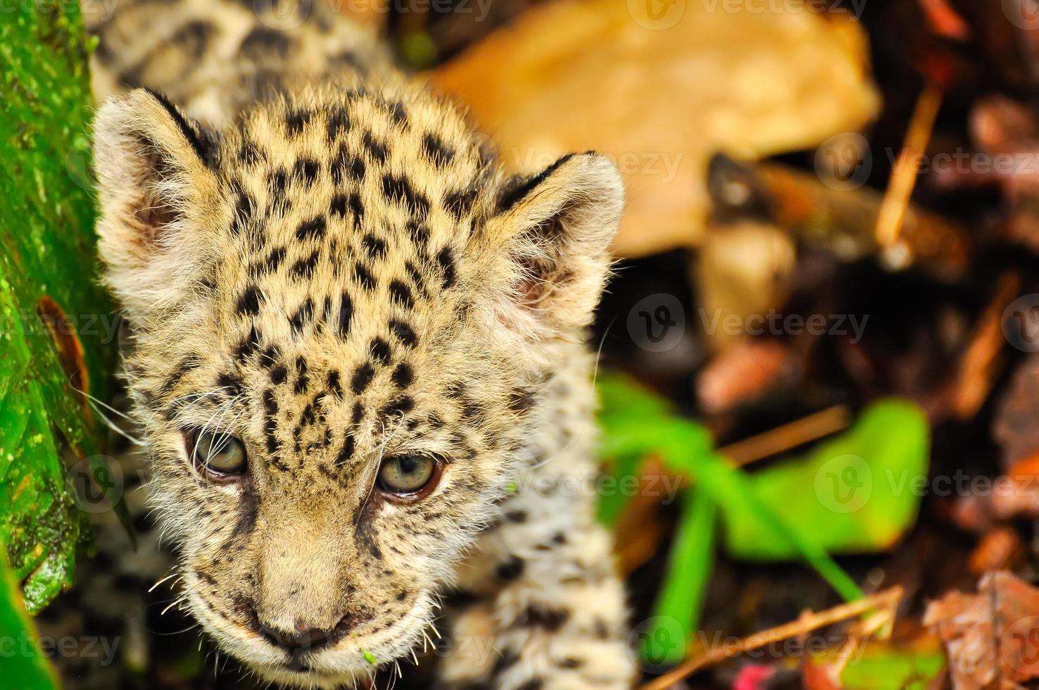 un jeune jaguar dans l'herbe photo