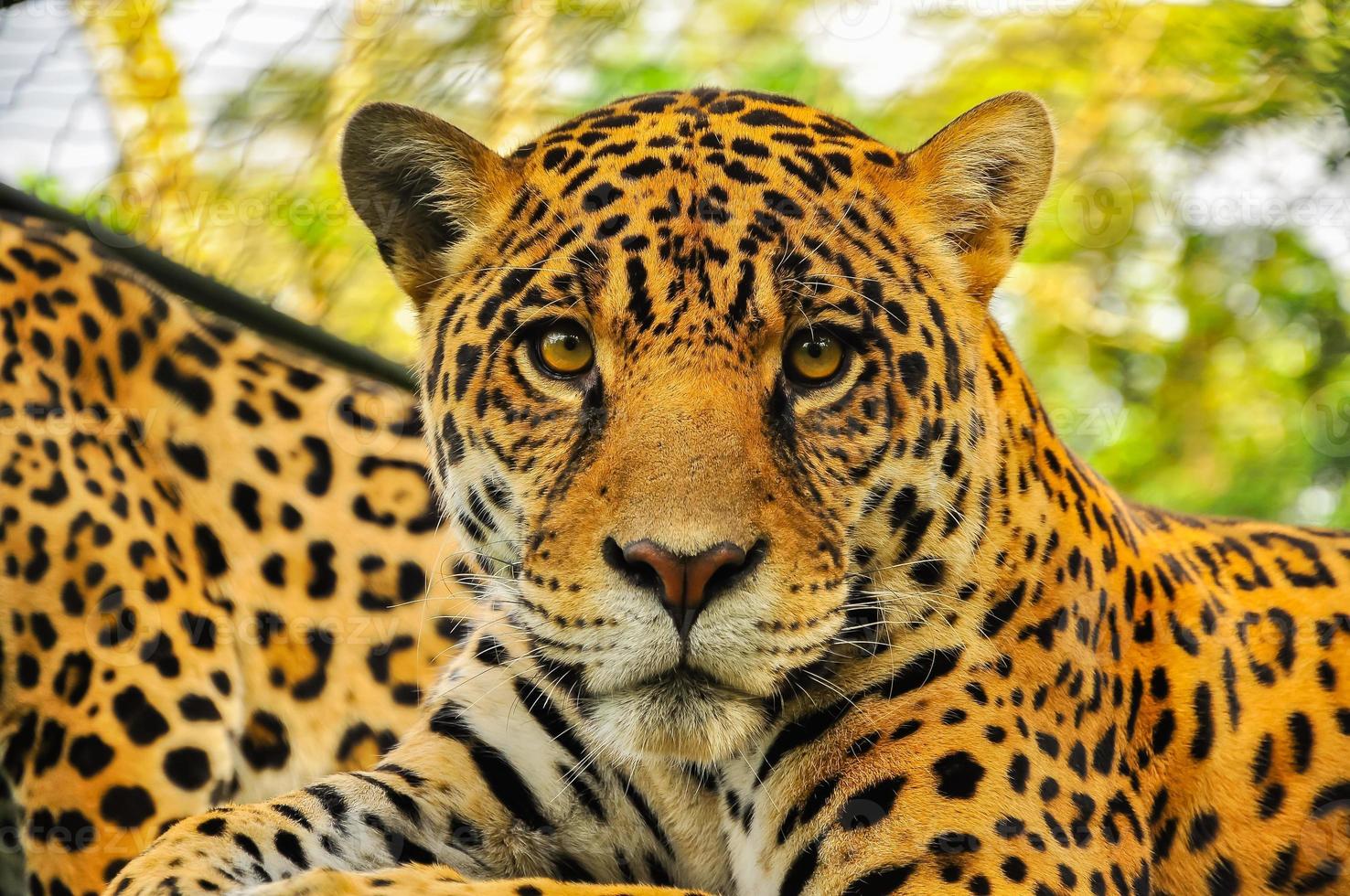 jaguar adulte, équateur photo