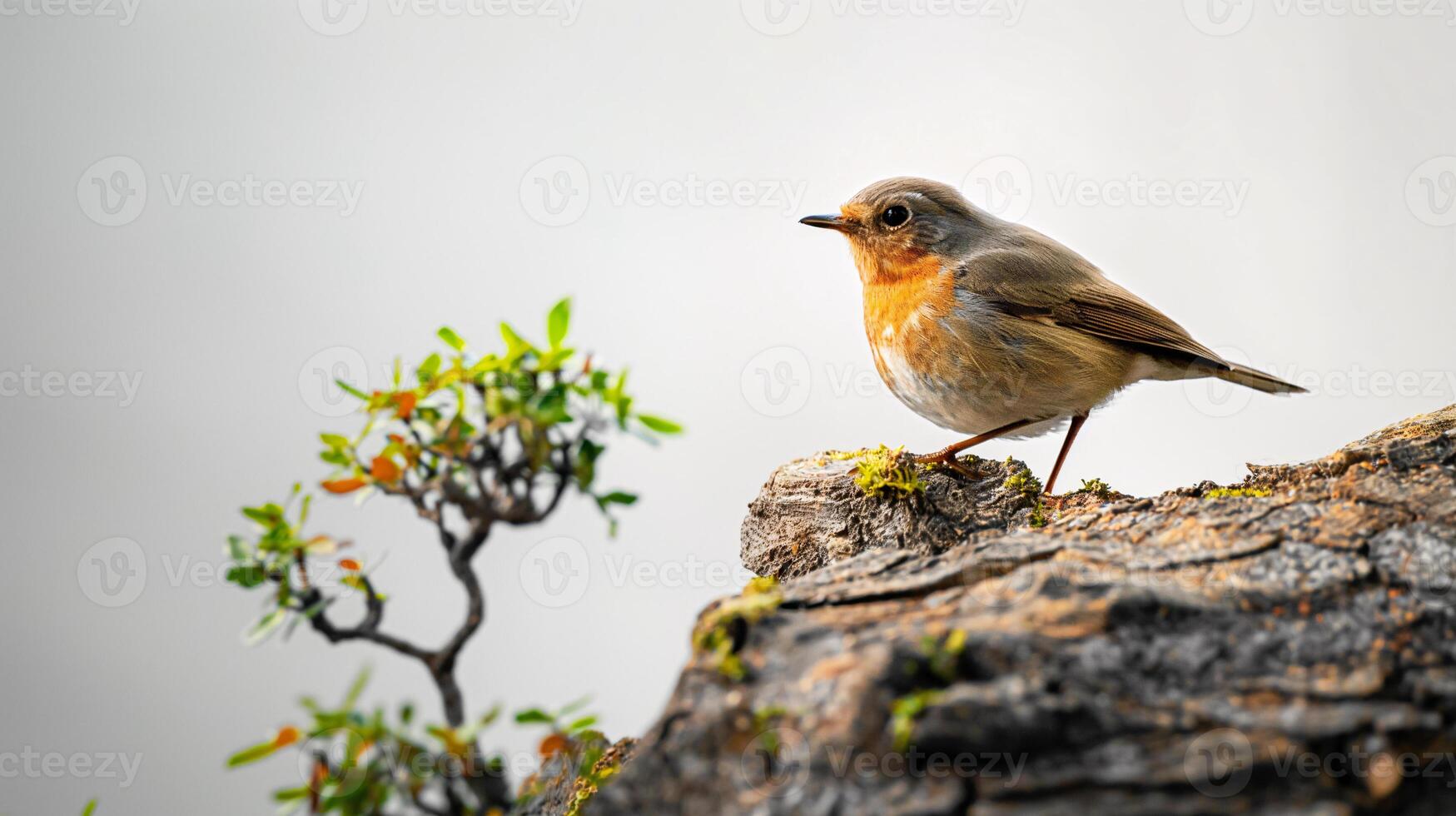 européen Robin perché sur une rocheux rebord photo