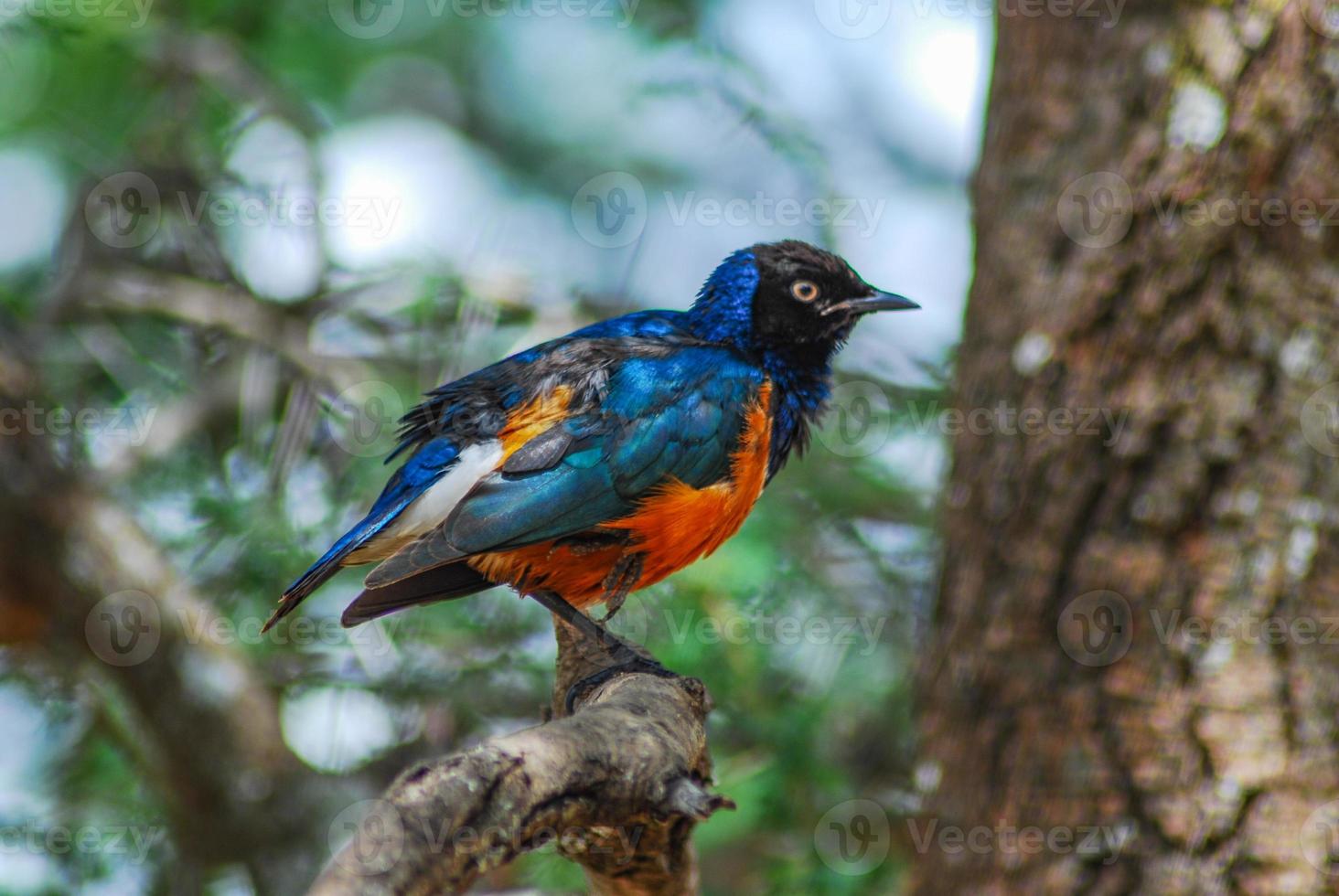 un oiseau coloré photo