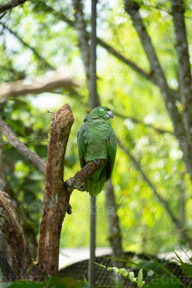 perroquet à couronne jaune, région amazonienne équateur photo