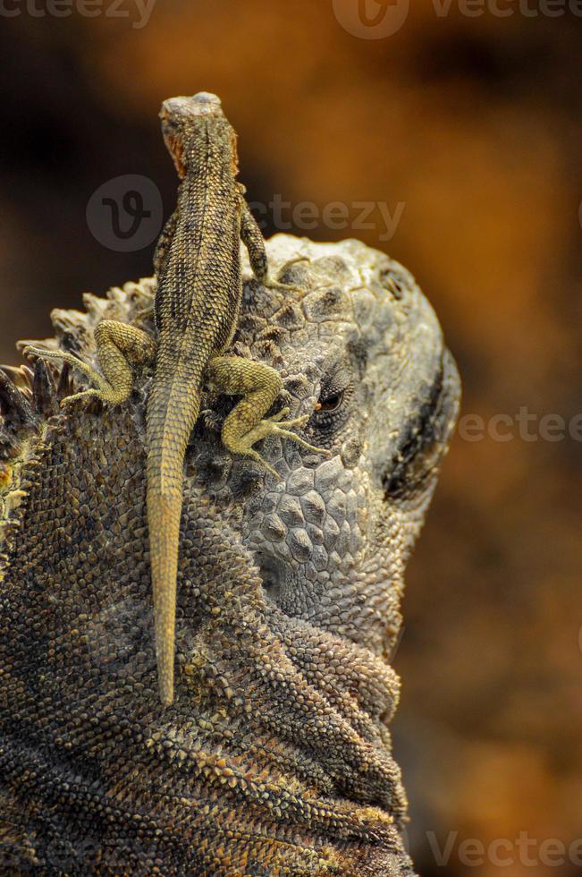 un lézard sur la tête d'un iguane marin photo