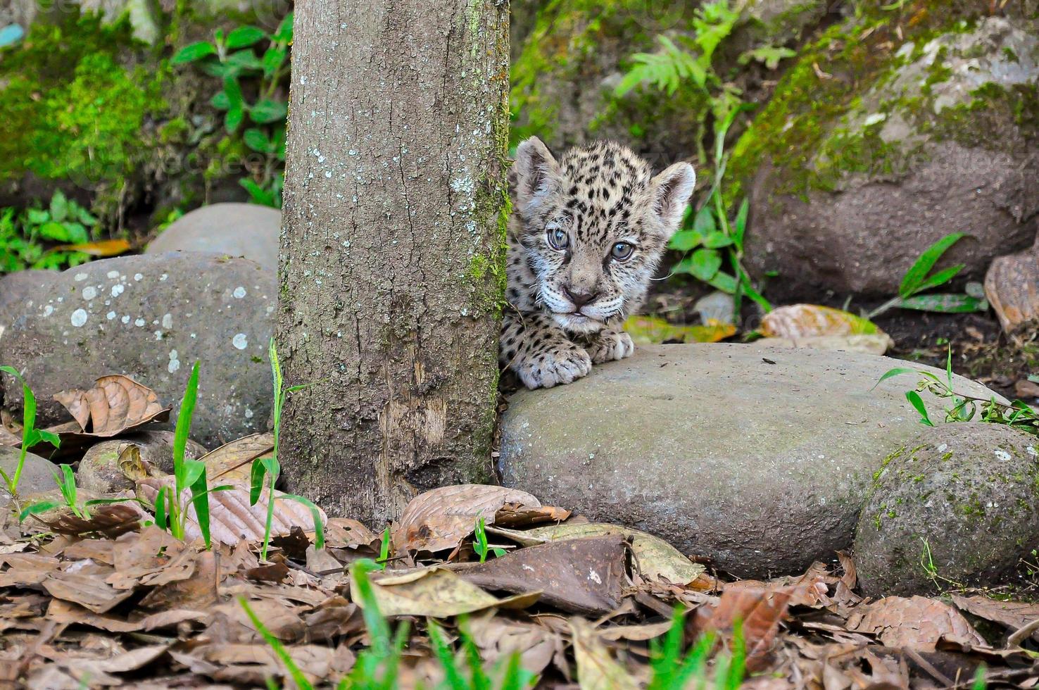 jeune jaguar, équateur photo