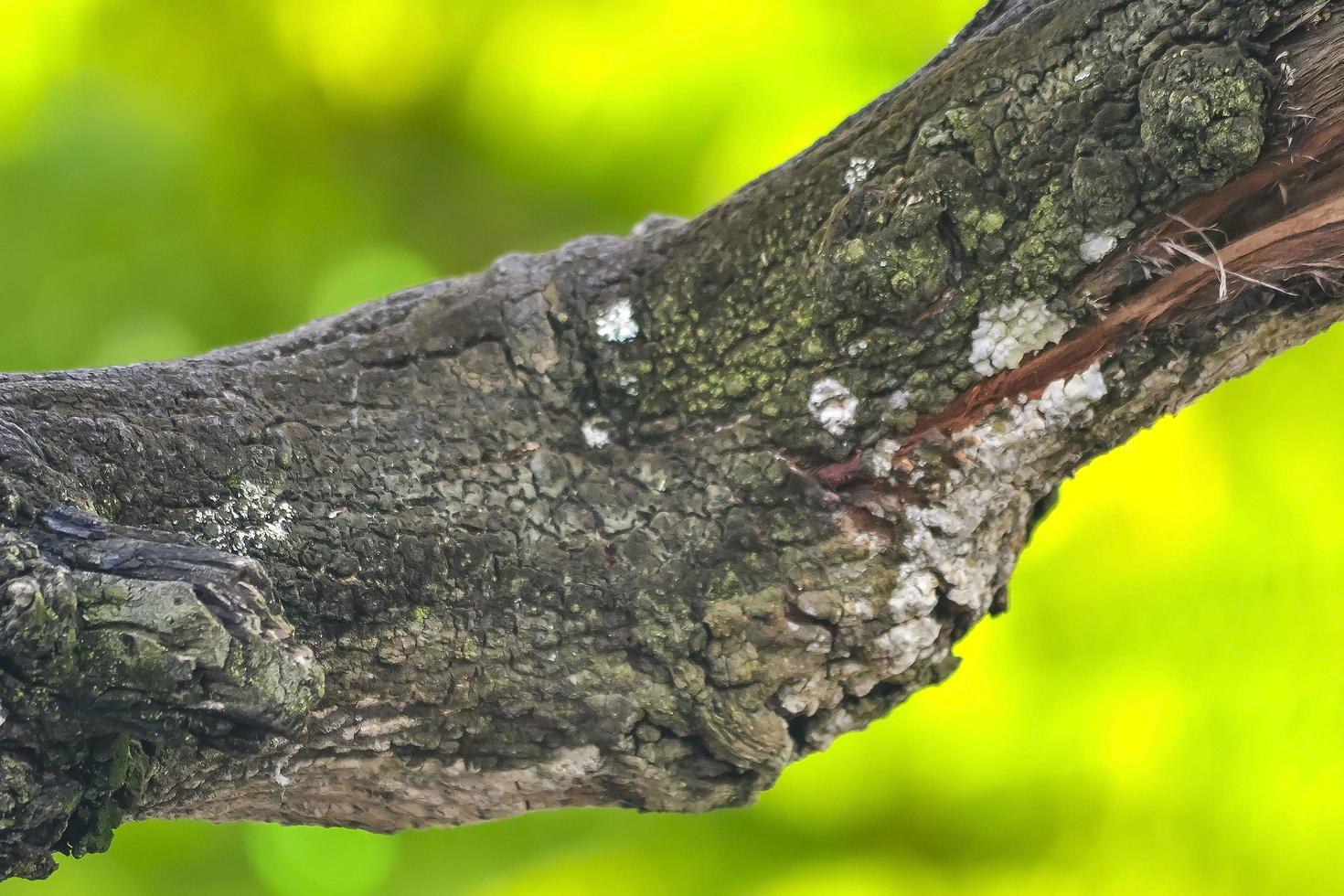 un tronc d'arbre qui a brûlé dans la forêt. un environnement photo