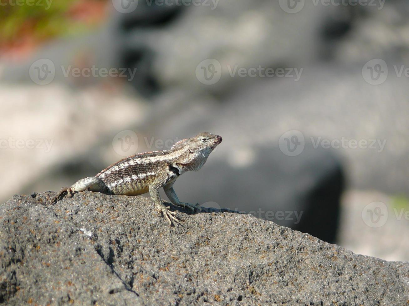 un lézard laza photo