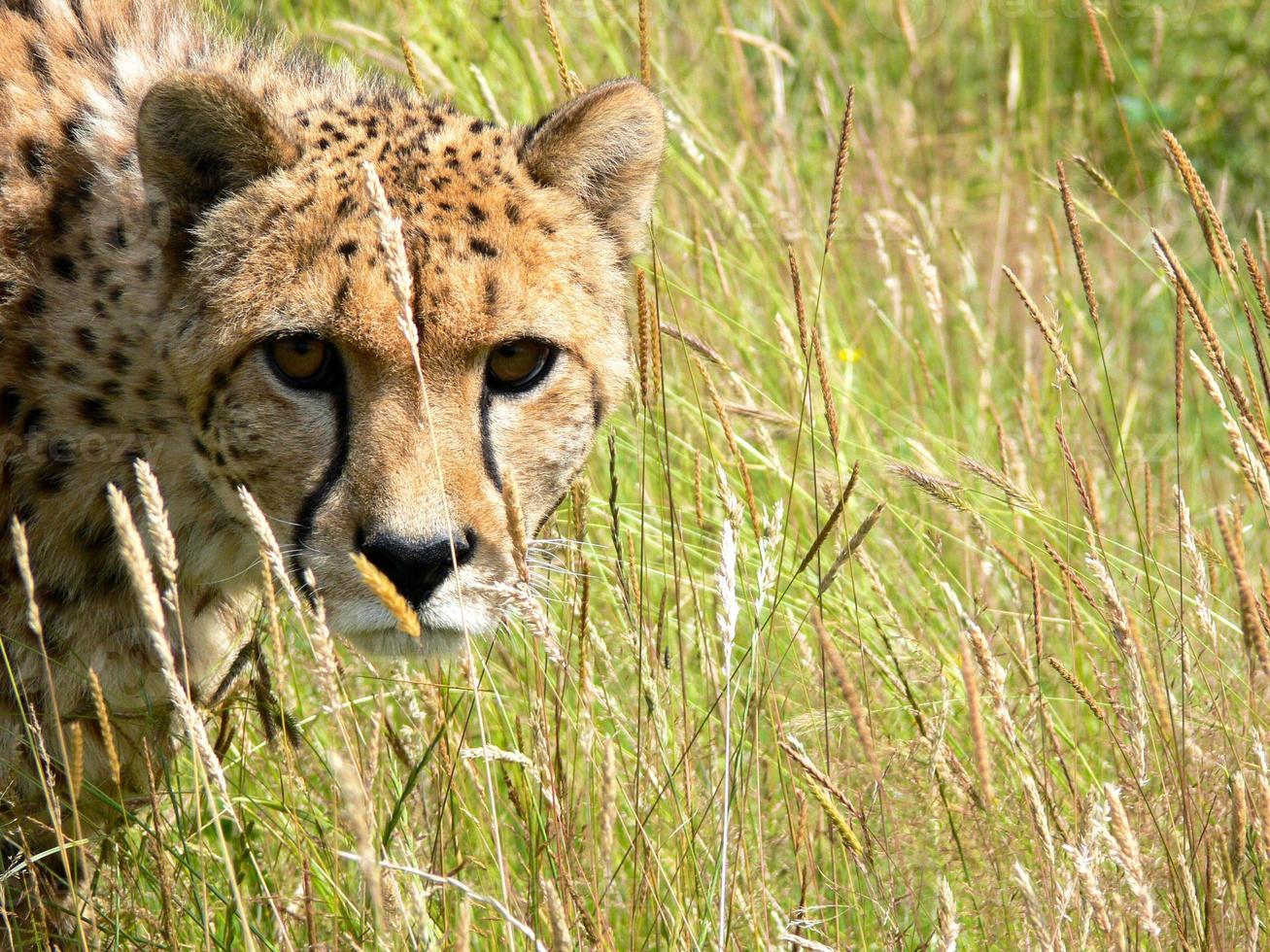 guépard dans un environnement de zoo photo