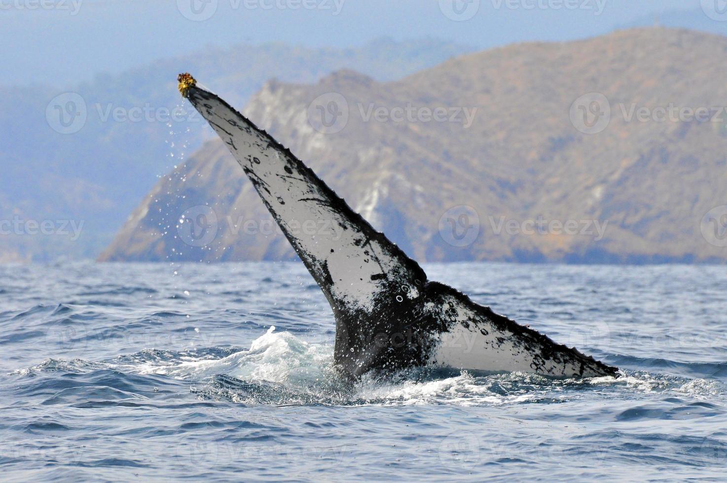 la queue d'une baleine à bosse photo