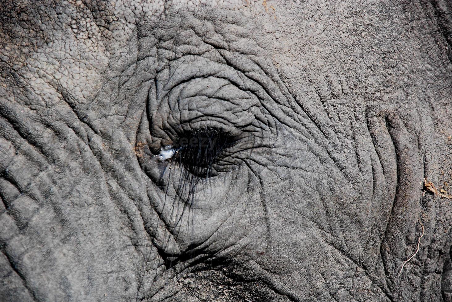 un gros plan d'un oeil d'éléphant photo