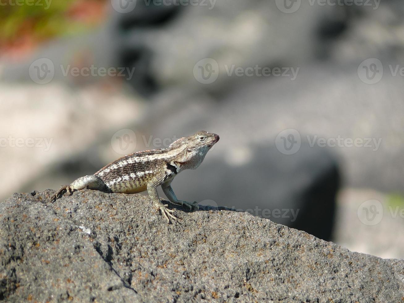 un lézard laza photo