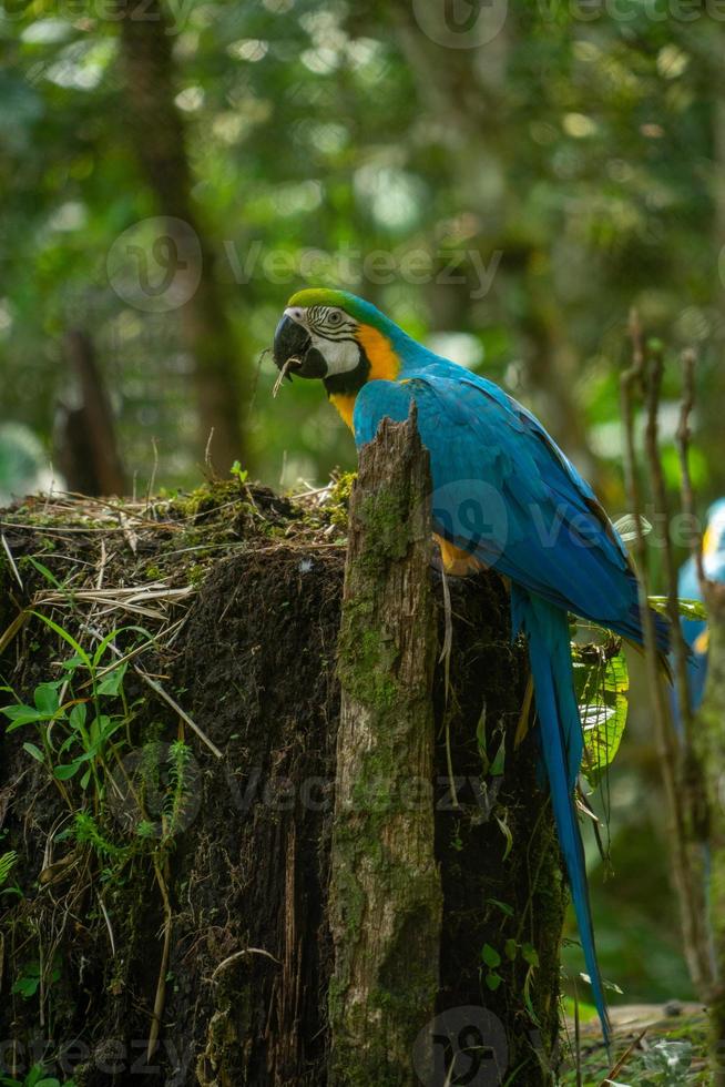 ara bleu et or, région amazonienne, équateur photo