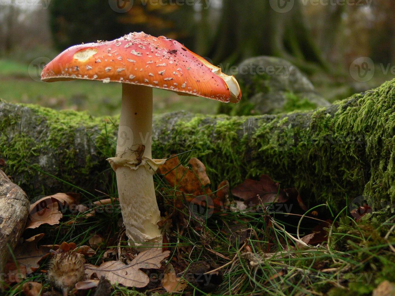 un champignon rouge avec une tige blanche photo