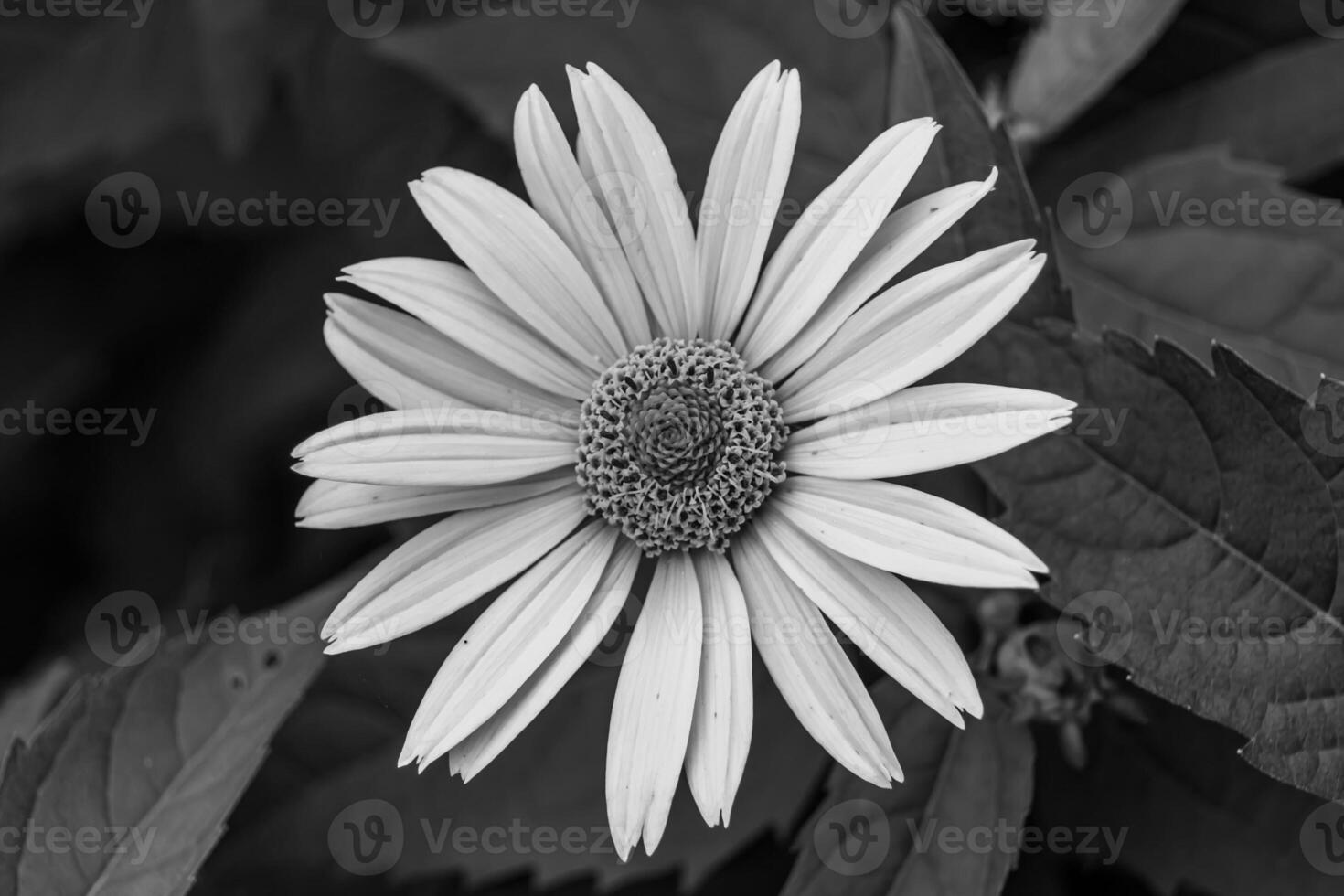 Belle fleur sauvage aster faux tournesol sur fond prairie photo