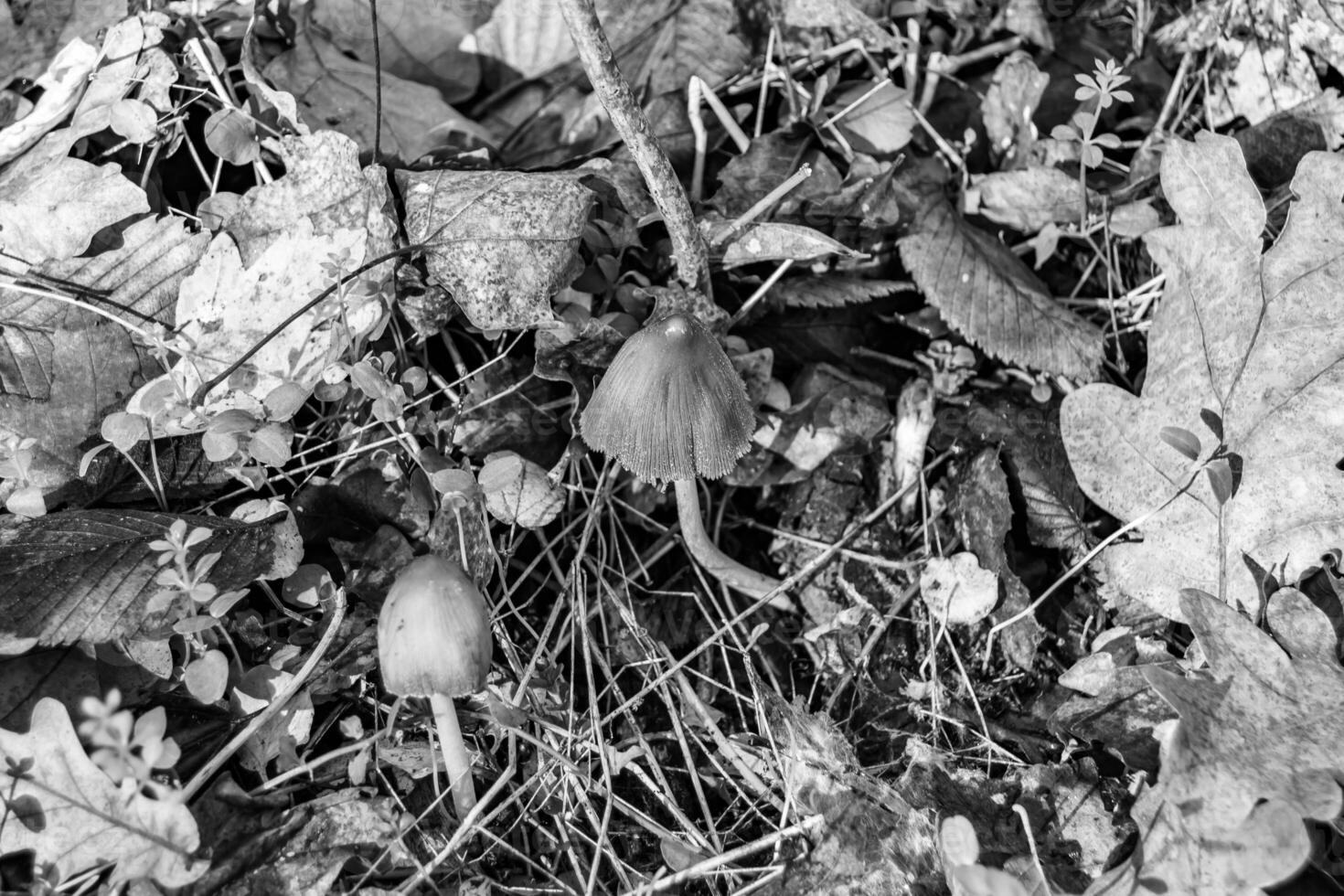 la photographie à thème grand magnifique toxique champignon dans forêt sur feuilles Contexte photo