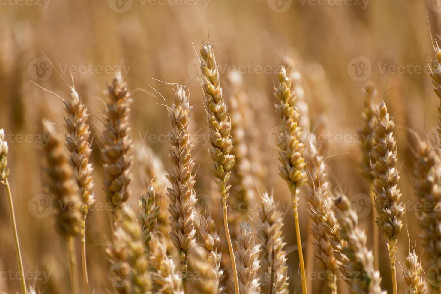 oreilles de blé dans une céréale champ dans été, tige et grain photo