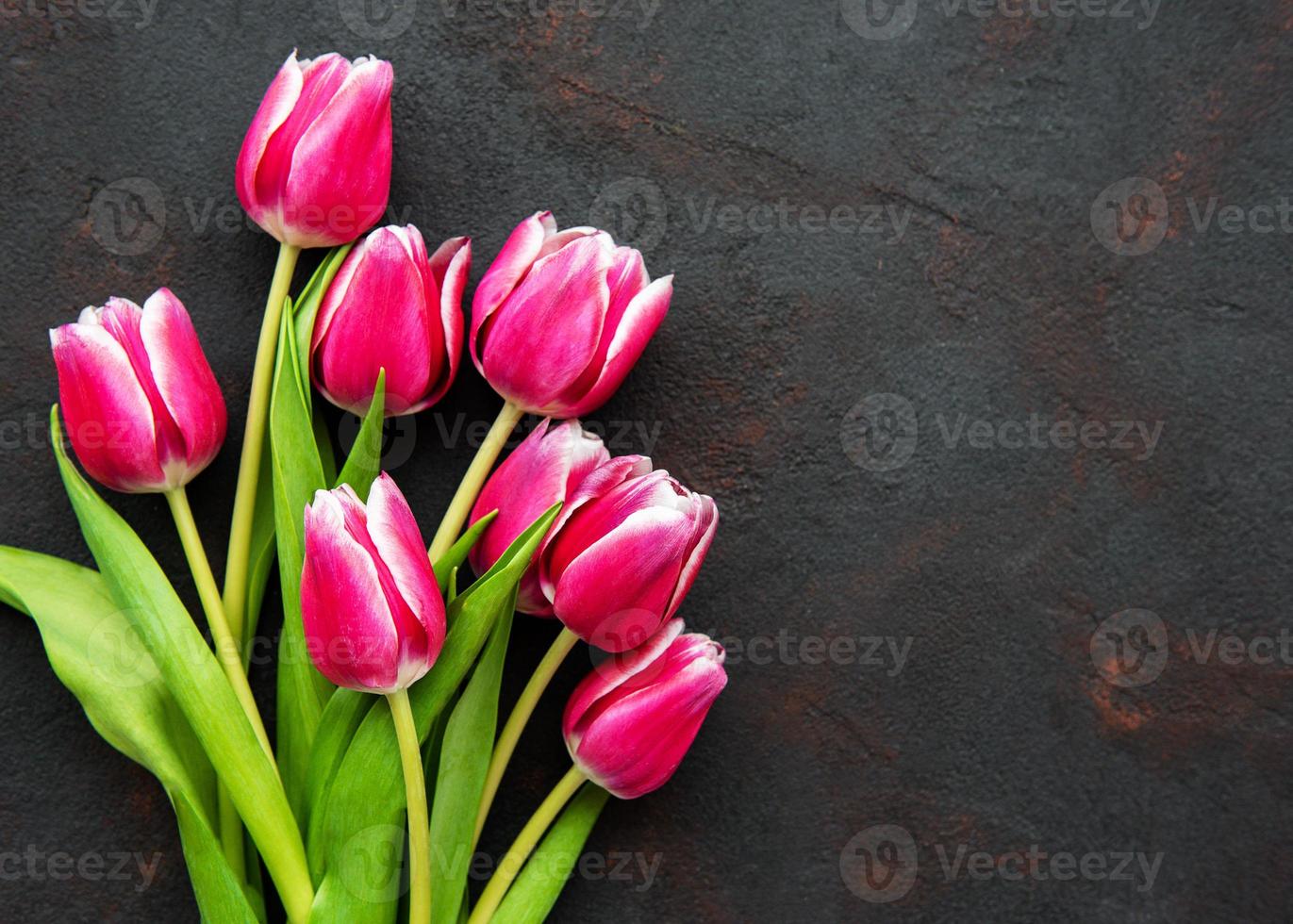 tulipes de printemps rose photo