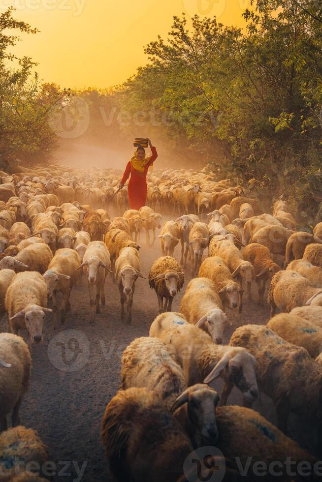 une local femme et une grand mouton troupeau de retour à le Grange dans le coucher de soleil, après une journée de alimentation dans le montagnes dans neuf thuan province, vietnam. photo