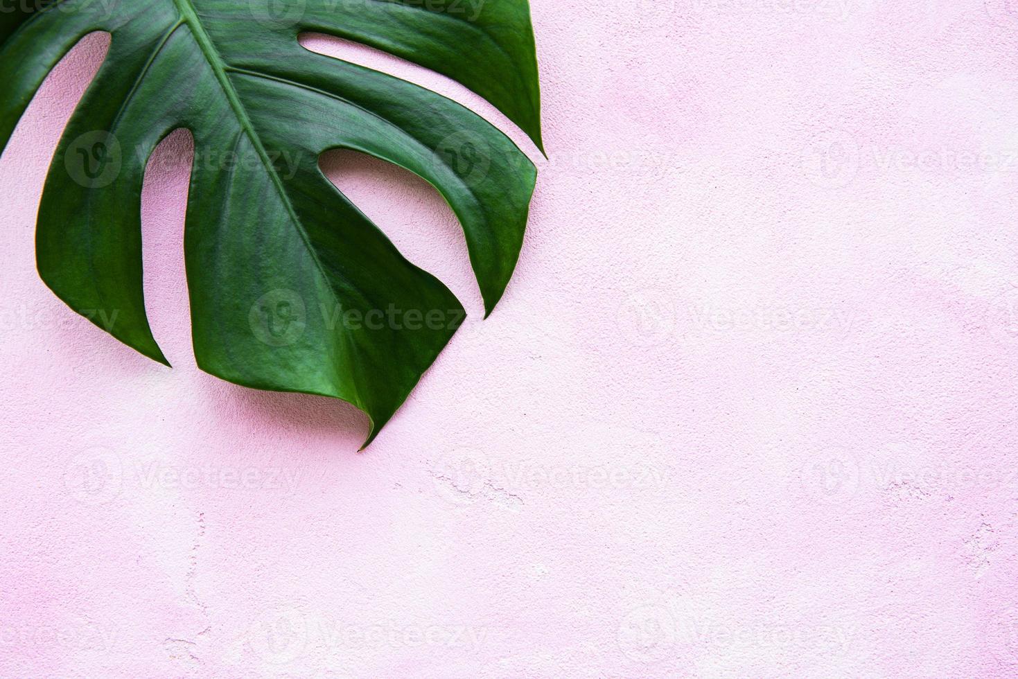 feuilles tropicales monstera photo