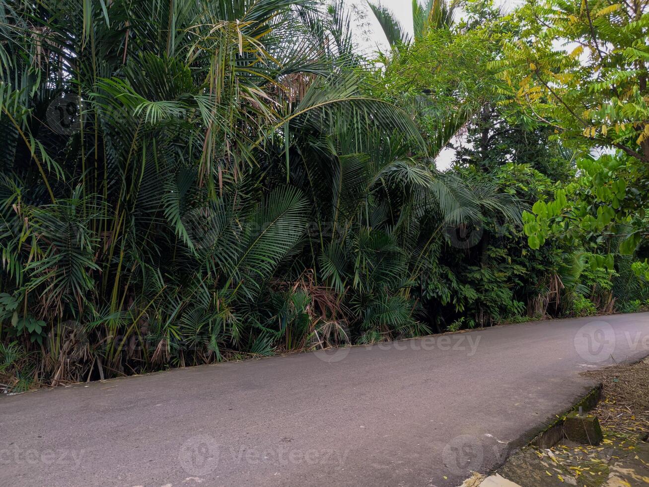 le asphalte route a sagou des arbres croissance autour il photo