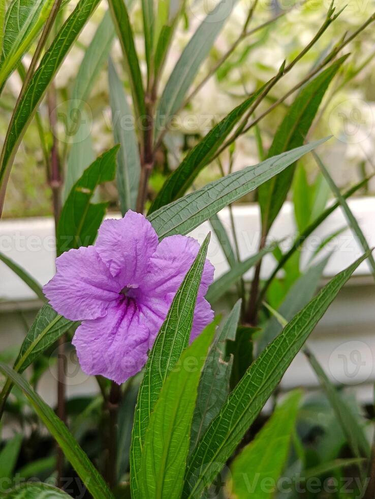 arbuste plante avec brillant violet d'or fleurs photo