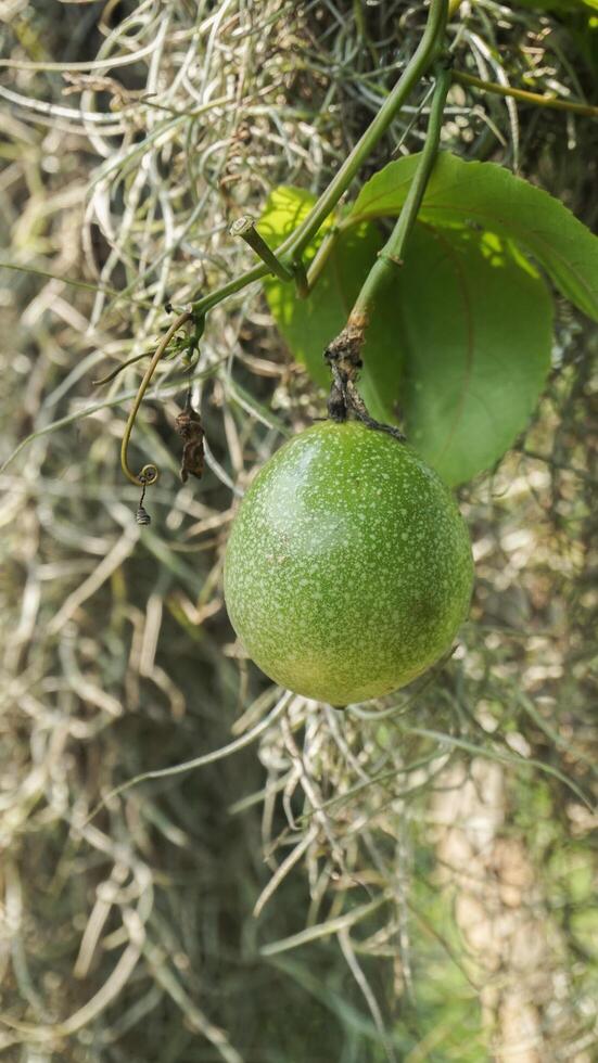 vert passion fruit sur le ferme proche en haut image photo